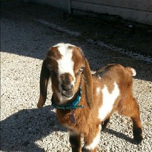 Meet your Posher, Nancy